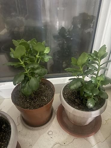 Каланхоэ: Комнатные растения в горшках - Каланхоэ (несколько экземпляров) — 7