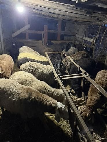 декларативный кролик: Продаю | Овца (самка) | Для разведения — 1