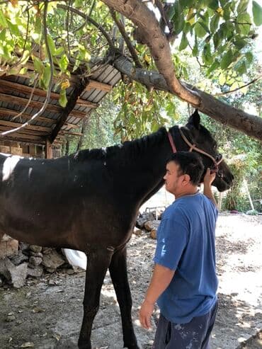 продажа щенков немецкой овчарки в бишкеке с документами: Продаю | Конь (самец) | Конный спорт | Племенные — 2