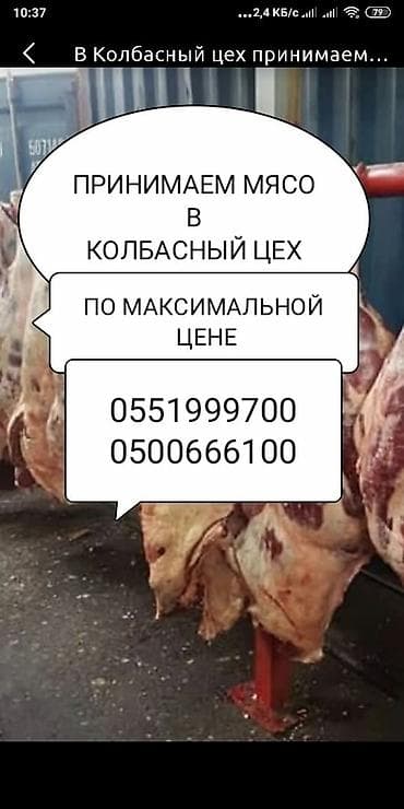 Колбасный цех : Лошади, кони, Другие с/х животные, Коровы, быки, | Круглосуточно, На забой, на мясо, Забитый