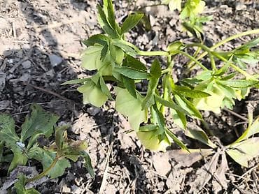 компост: Самовывоз — 3