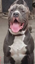 кавказ собака: Продаются щенки кубинского питбультерьера, линейное разведение — 18