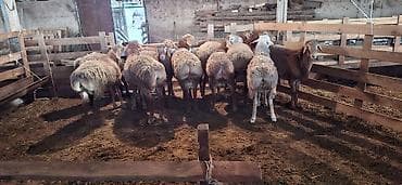 куплю восточно европейскую овчарку: Продаю | Овца (самка) | Для разведения — 7