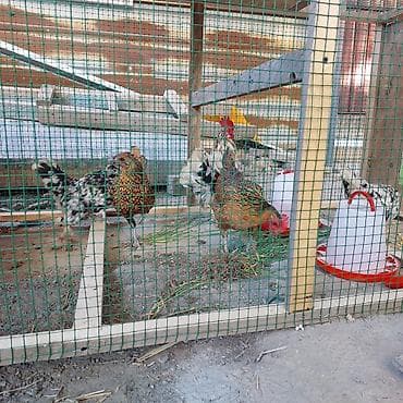 кохинхин карликовый: Продаю | Куры | Для разведения — 7