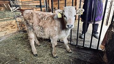 сено клевер: Продаю | Музоо, торпок | На откорм — 1