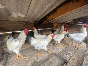 Кемирүүчүлөр: Сатам | Короздор | Көбөйтүү үчүн — 3