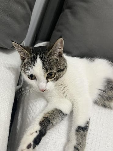 кошка сфинкс с шерстью: Кошка даром: Беспородная, 9 месяцев, Девочка, Кастрирована, Приучена к лотку, Проглистована — 1