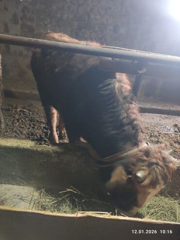 Продаю | Бык (самец) | На откорм | Привязанные at lalafo.kg Продаю | Бык (самец) | На откорм | Привязанные