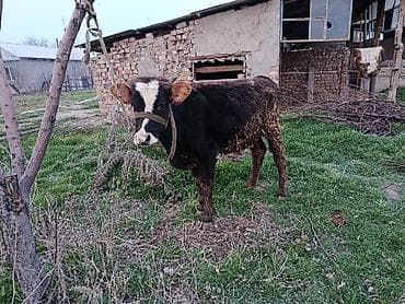 продажа быков: Продаю | Бык (самец) | На откорм | Привязанные — 1