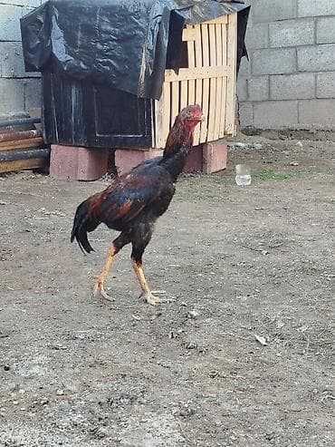 заненский коза: Продаю | Петух | Бойцовая | Для боев — 3