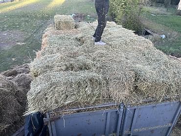 1чабык беде сатылат таза горный чоп аралаш горный маевканыкы жакшы