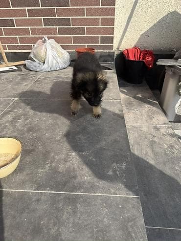 собачка маленькая: Отдадим даром. Щенок, пушистый и миниатюрный. Окрас: чёрный с — 3