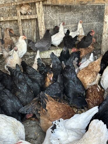 купить собаку объявления: Куры и петухи 100 голов — 4