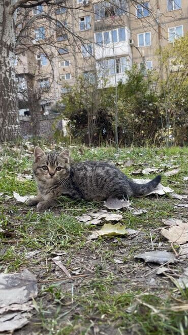 номер приюта для животных бишкек: МАЛЫШ НА УЛИЦЕ! Котёнок в добрые руки, находится сейчас на улице! — 2