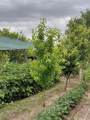 бишкек участка: 17 соток, Бизнес үчүн, Сатып алуу-сатуу келишими, Белек келишими — 4