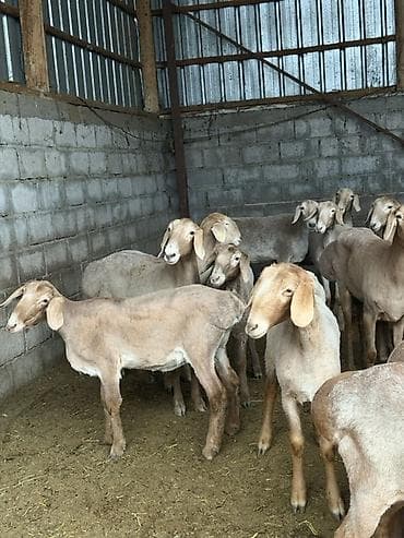 миринос кой: Продаю | Овца (самка) | Для разведения | Племенные — 7