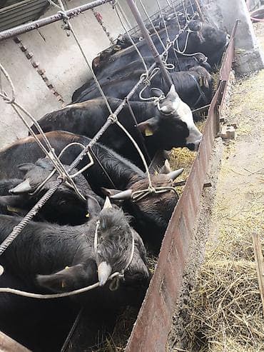 абиссинская кошка цена бишкек: Продаю Каракольских бычков, возраст 1,5г в наличии 19 голов. Цена — 5