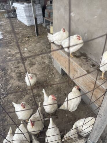 бишкектен уй сатылат: Куры курицы 🐔 14 шт + 1 петух 🐓 Куры по 400с Петух 800с Адрес село — 3