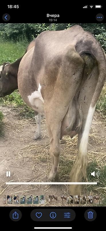 каза дойная: Продаю | Корова (самка) | Бельгийская | Для молока — 3