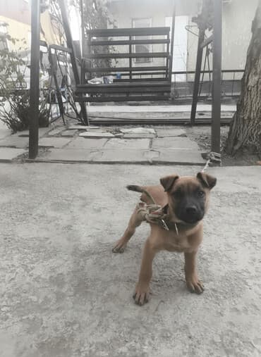 большая собака: Щенок среднего размера, короткошёрстный, рыжего окраса с темной — 1