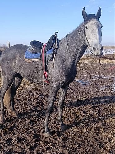 рабочий конь: Продаю | Кобыла (самка) | Английская | Для разведения, Конный спорт | Племенные — 4