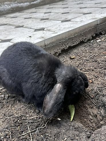тропические декоративные растения: Пуховые декоративные кролики, окрас — чёрный/темно‑серый. - — 8
