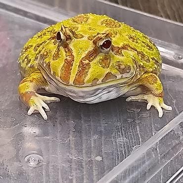 обезьяна домашняя купить: Лягушка, порода рогатка, декоративная,живая, домашний питомец — 5