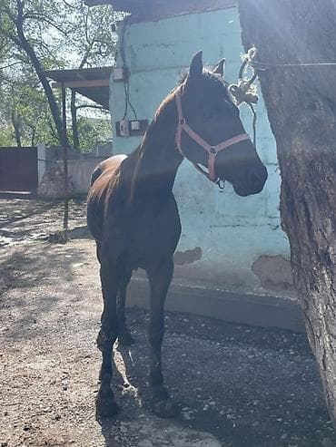 тай лошад: Продаю | Жеребец | Английская | Рабочий, Конный спорт — 9
