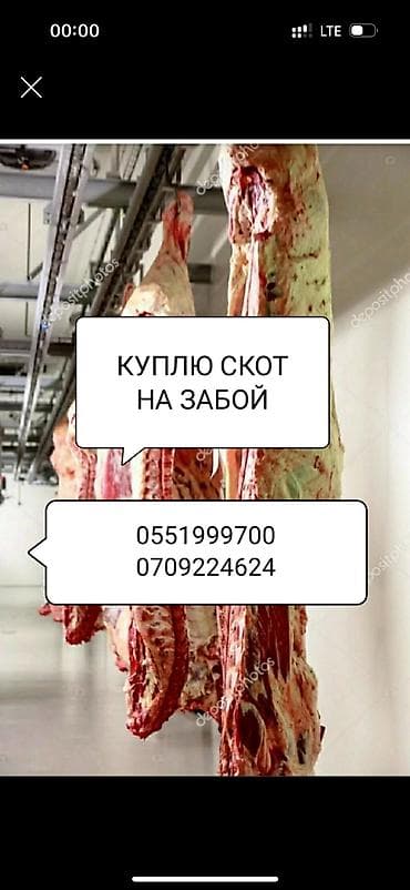 продажа фермы: Туша, Самовывоз — 3