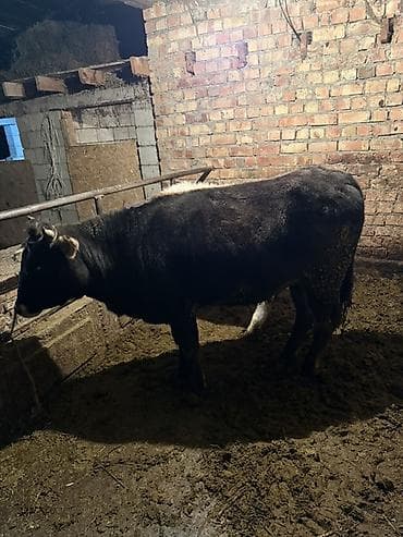 баран кара балта: Продаю | Тёлка | На откорм, На забой, Для разведения | Привязанные — 3