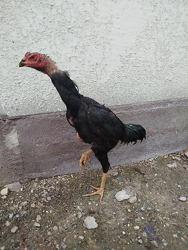 бенгальские кошки цена бишкек: Дакан жожо короздор сатылат активный алмашу жолдору бар адрес Бишкек — 10