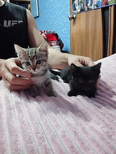 мышык бекер: Отдаем котят в добрые руки — 4