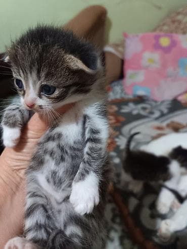 животные кошка: Котята вместе с мамами, 2 кошки молодые и 8 котят. - Помёт — 7