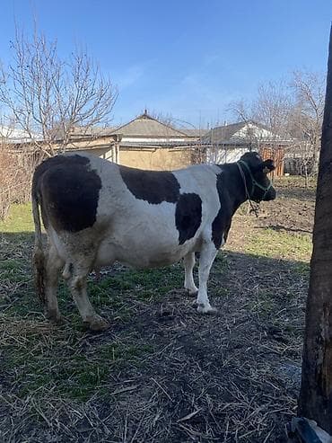 коровы сементал: Продаю | Корова (самка) | Полукровка | Для молока | Привязанные — 1