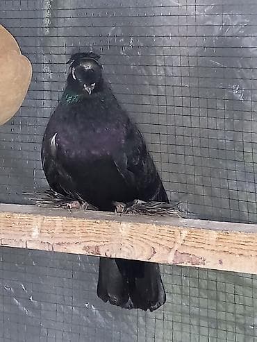 голуби дикие: Порода голубку ореховый двухчубую малоносою декоративный пухогрудый — 8