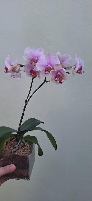 Кеңсе буюмдары: Орхидея фаленопсис в прозрачном пластиковом кашпо. - Окраска цветов — 1