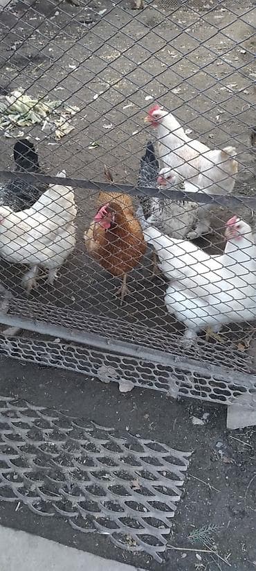 цыплята кученские: Продаю | Куры | Домашняя | Для разведения — 1