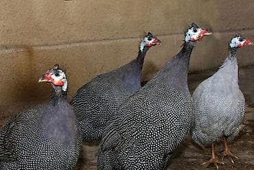 хомяк в бишкеке: Цесарки 
12 голов — 2