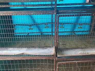 клетка для перепел: Трëхярусная клетка для содержания перепёлок/цыплят - Конструкция — 7