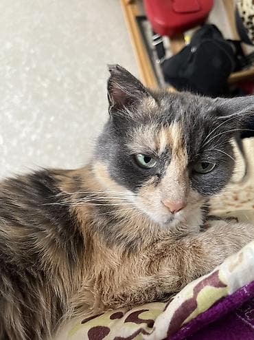 кошки парода: 2 года, Девочка — 4