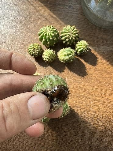 цветы из ленты: Саженцы цветка: Пионы — 4