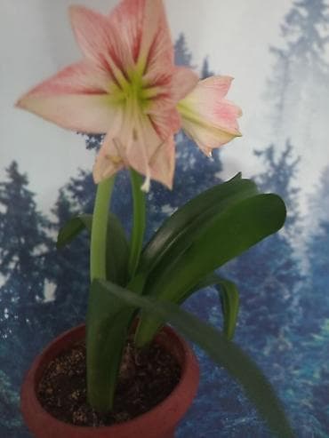 работа в токмаке для подростка: Продаю цветок Гиппеаструм — 2