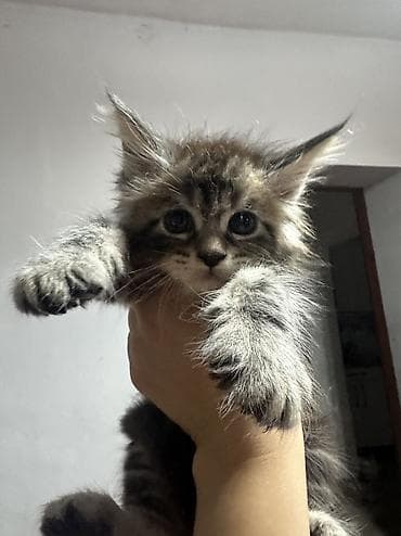 котята простые: Мейн-кун, 1 месяц, Мальчик, Черный, Приучена к лотку, Проглистована, С документами — 5