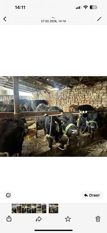 сухой молоко для телят: Продаю | Бык (самец) | На откорм | Привязанные — 1