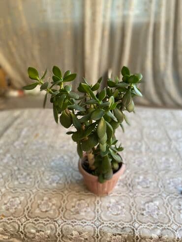 купить саженцы: Молочай от 700-1000 с в зависимости от размера — 12