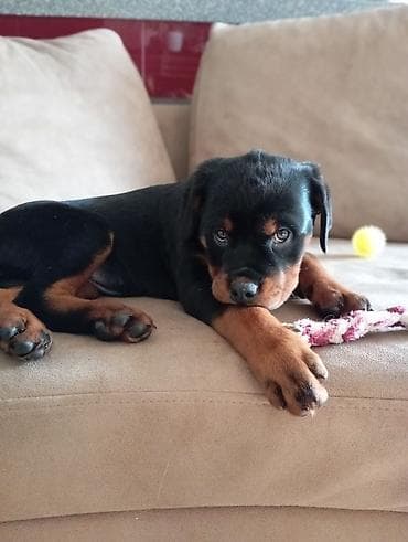 охот собака: Ротвейлер, 2 месяца, Самка — 2