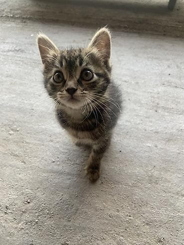 Кошка даром: Беспородная, 2 месяца, Девочка, Приучена к лотку