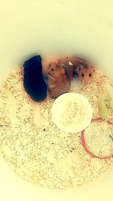 cat chow: Хомячки декоративные разных пород и окрасов - В наличии джунгарики — 5