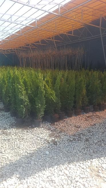 продать яблоки оптом: Туя/можжевельник в контейнерах (садовые хвойные) - Контейнерные — 2