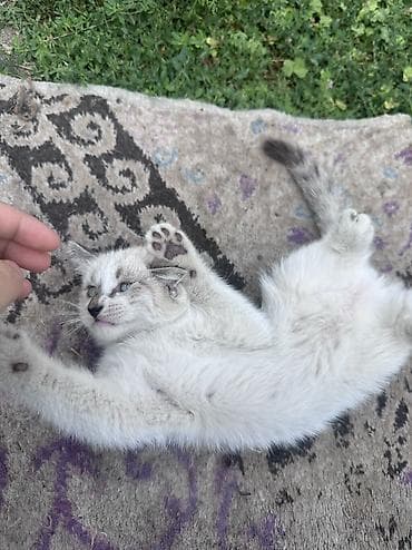 кошка токмок: Котята окраса колор-пойнт/силвер-пойнт с голубыми глазами Описание: - — 6